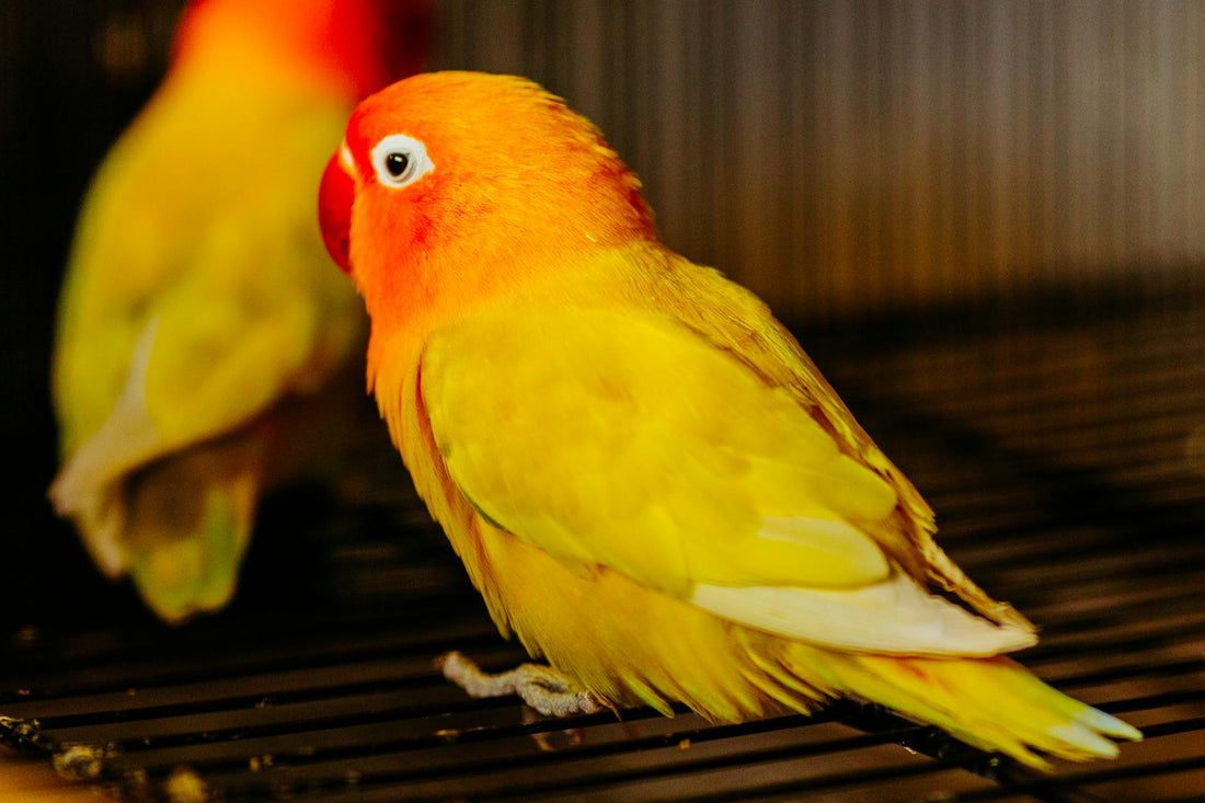 Bright yellow Fischer's Lovebird resting on a cage perch indoors.