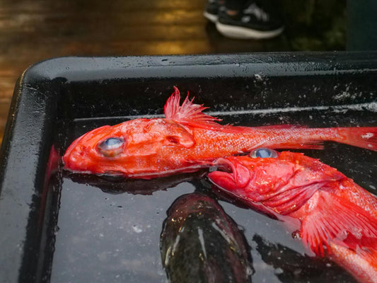 Close-up of fresh, uncooked red snapper fish on a tray ready for preparation.